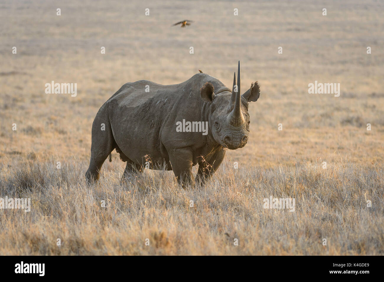 Gefährdeten schwarzen Nashörner, Lewa Conservancy, Kenia Stockfoto