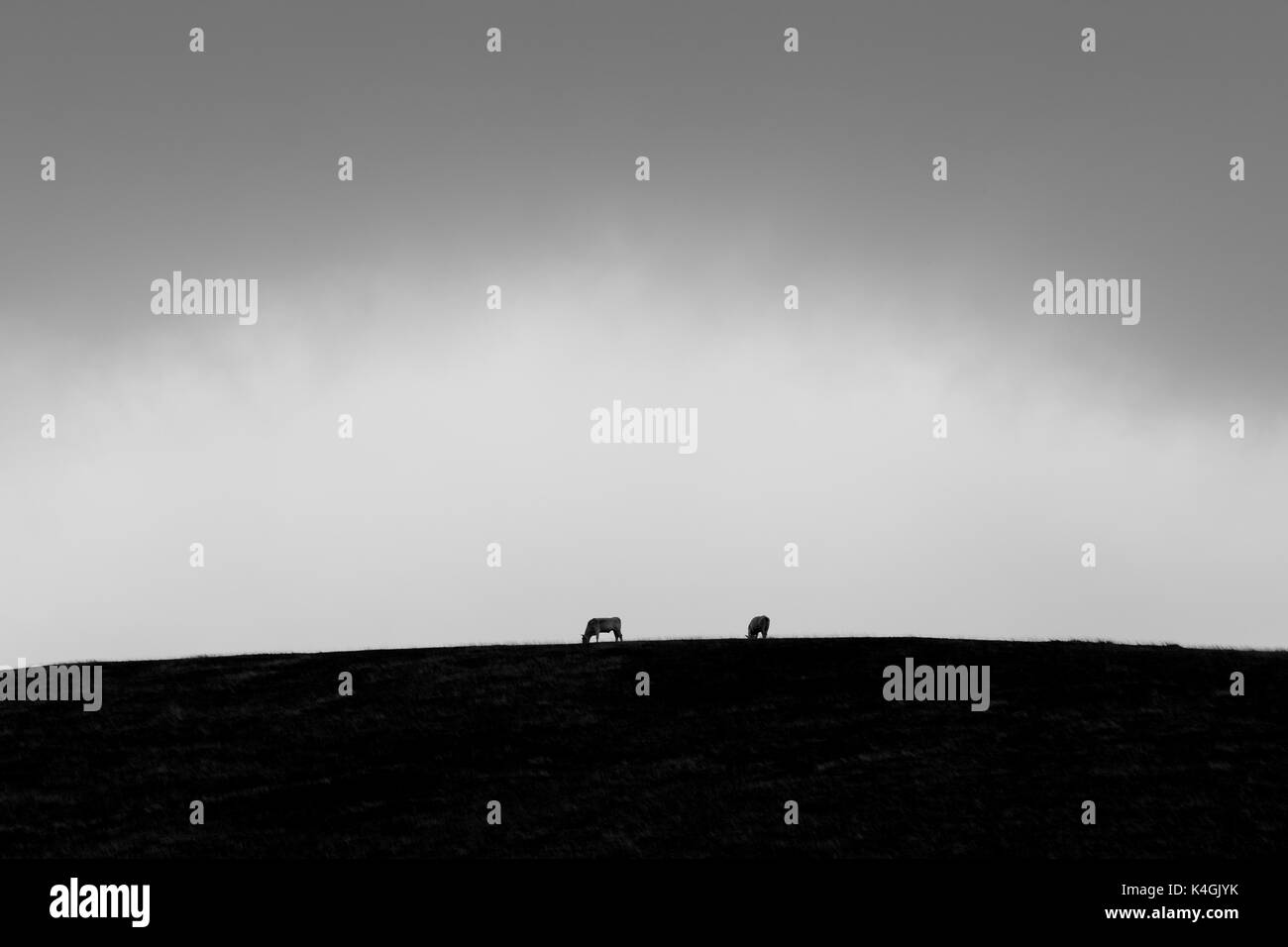 Zwei isolierte Kühe weiden auf einer Wiese auf einem Berg, unter einem bewölkten Himmel Stockfoto