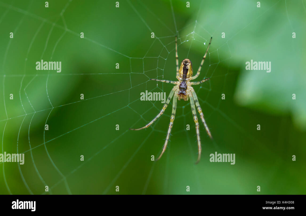 Metellina segmentata oder metellina Mengei Spinne auf einem Webserver in Großbritannien. Spider Web. Spider Web. Spinne im Netz. Spiderweb UK. Stockfoto