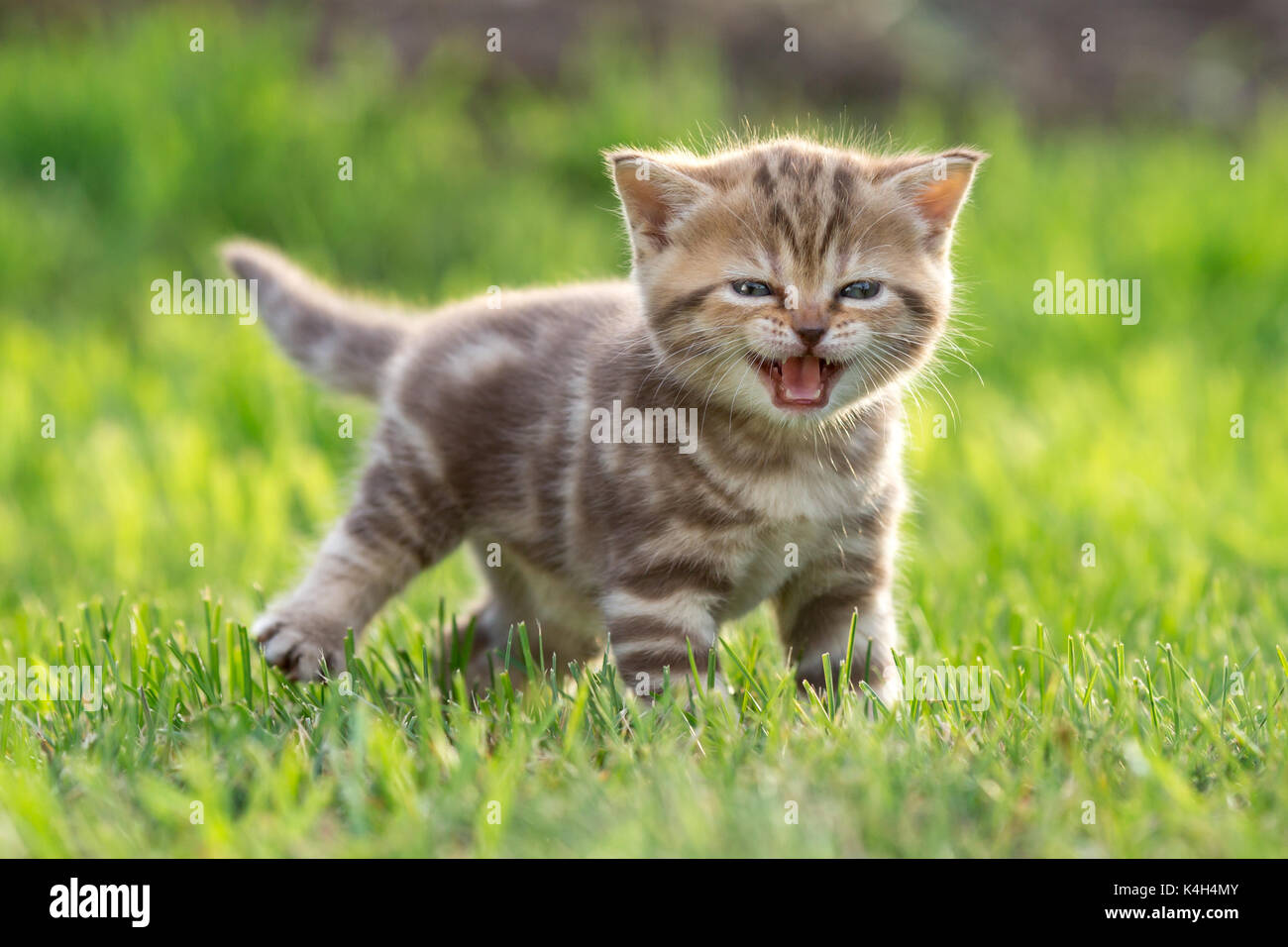 Junge süße Katze miauen Outdoor Stockfoto