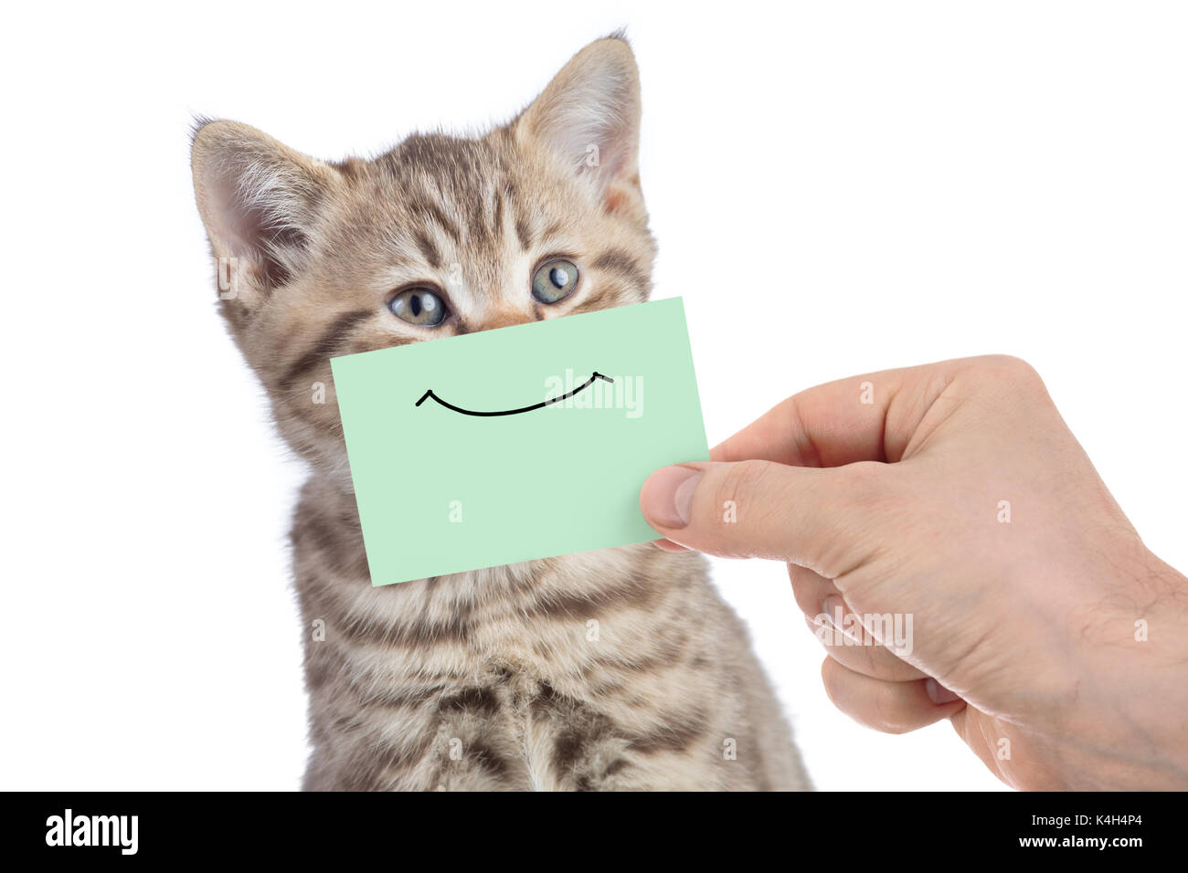 Lustige glückliche junge Katze Portrait mit Lächeln auf grünem Karton isoliert auf weißem Stockfoto