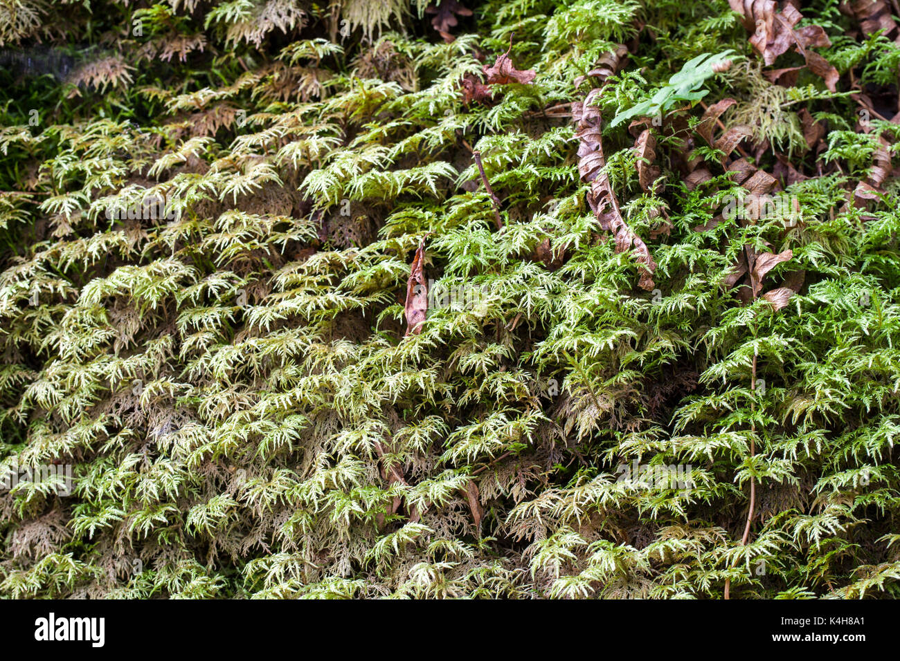 Glitzernde Holz Moss (Hylocomium splendens) Wachstum Stockfoto