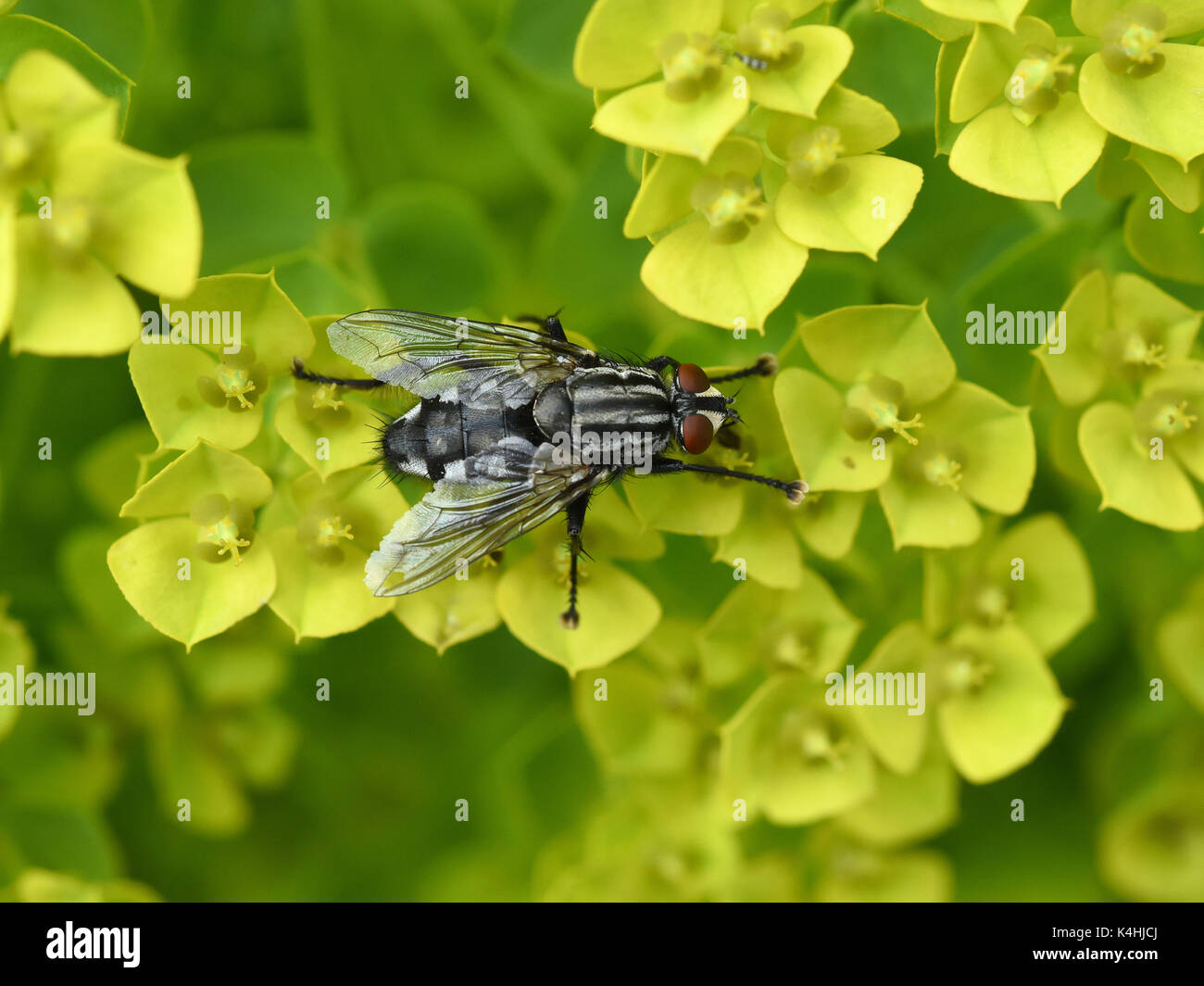 Schmeissfliege, Fliege Calliphora vicina, Stockfoto