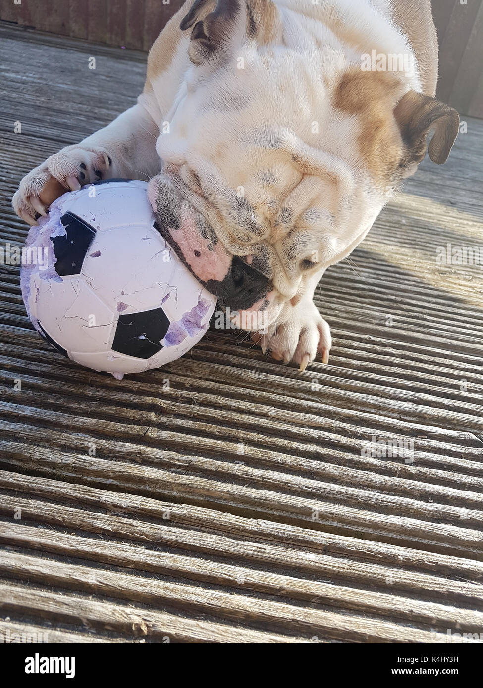 Eine braune und weiße britische Bulldogge Kauen auf einem kleinen Fußball. Stockfoto