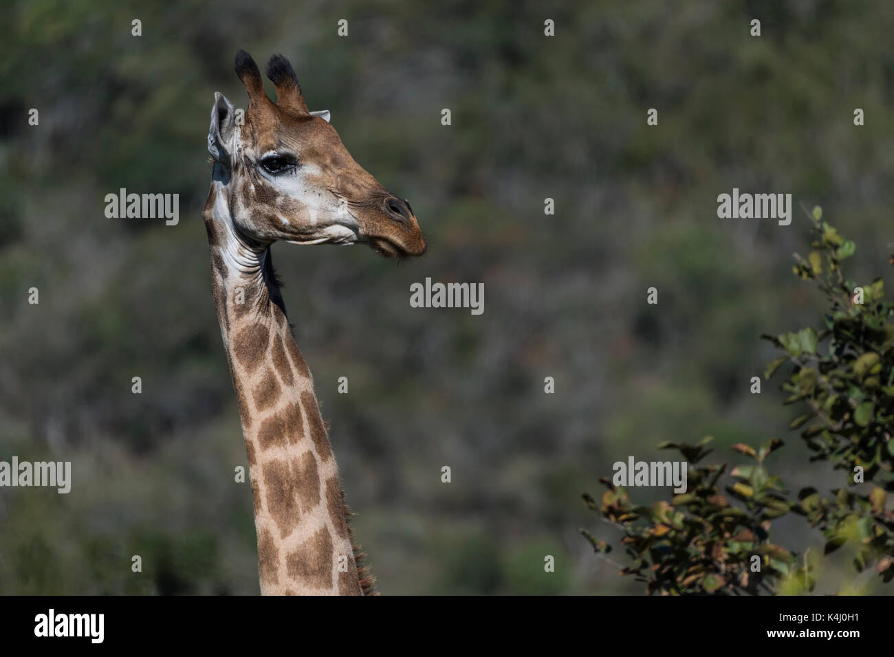 Giraffe (Giraffa Camelopardalis) in Hluhluwe - imfolozi Park, KwaZulu-Natal, Südafrika Stockfoto
