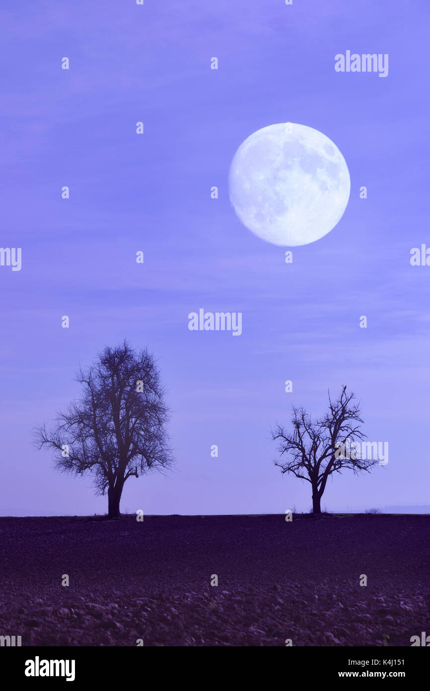 Mond mit Bäumen auf dem Feld Stockfoto