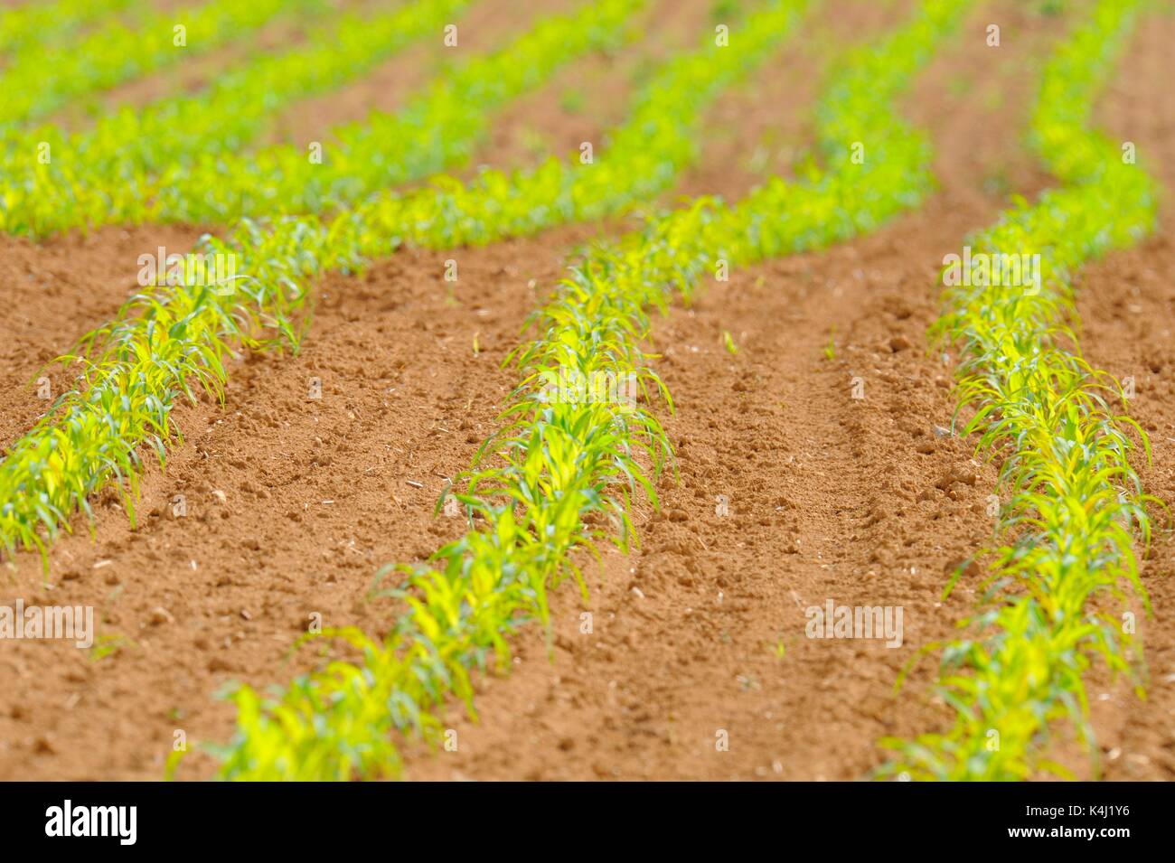 Kleine Mais (Zea mays) in den Zeilen auf Feld, Baden-Württemberg, Deutschland Stockfoto