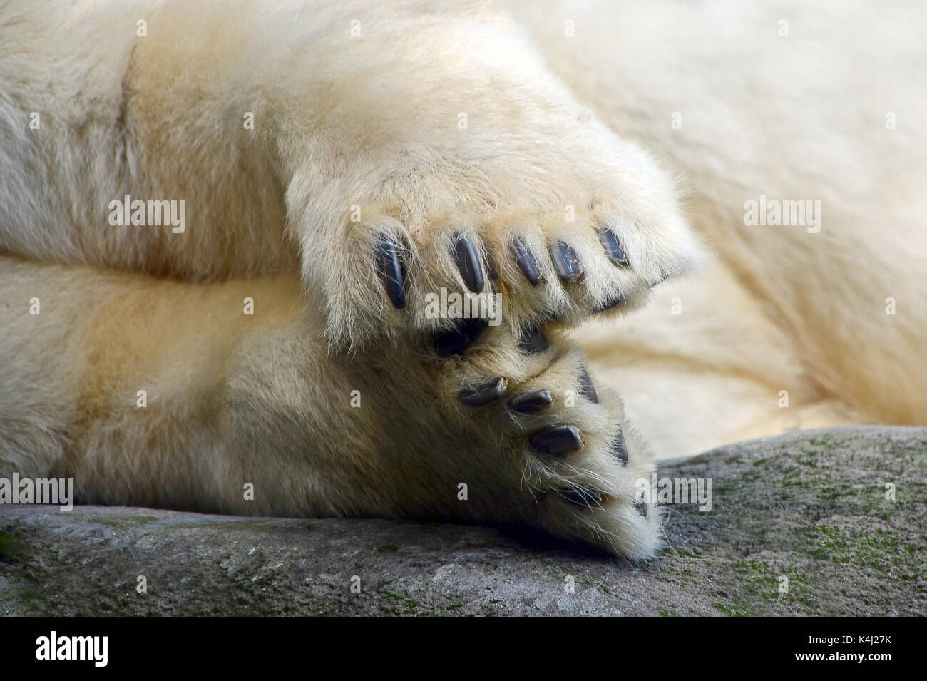 Eisbär (Ursus maritimus), Pfote mit Krallen, Nahaufnahme, Captive Stockfoto