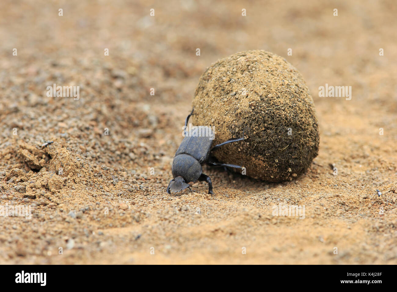 Mistkäfer (Scarabaeus sacer), Erwachsener, rolling Mist Kugel, Elefant dung für die Eiablage, Saint Lucia Estuary Stockfoto