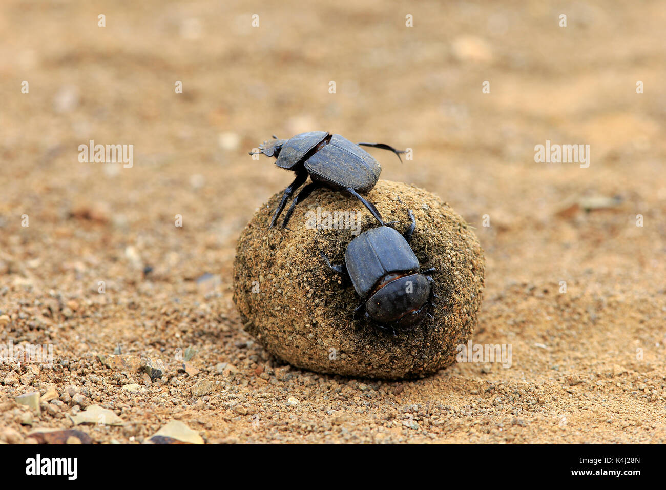 Mistkfer (Scarabaeus sacer), Erwachsener, rolling Mist Kugel, Elefant dung  fr die Eiablage, Saint Lucia Estuary Stockfotografie - Alamy