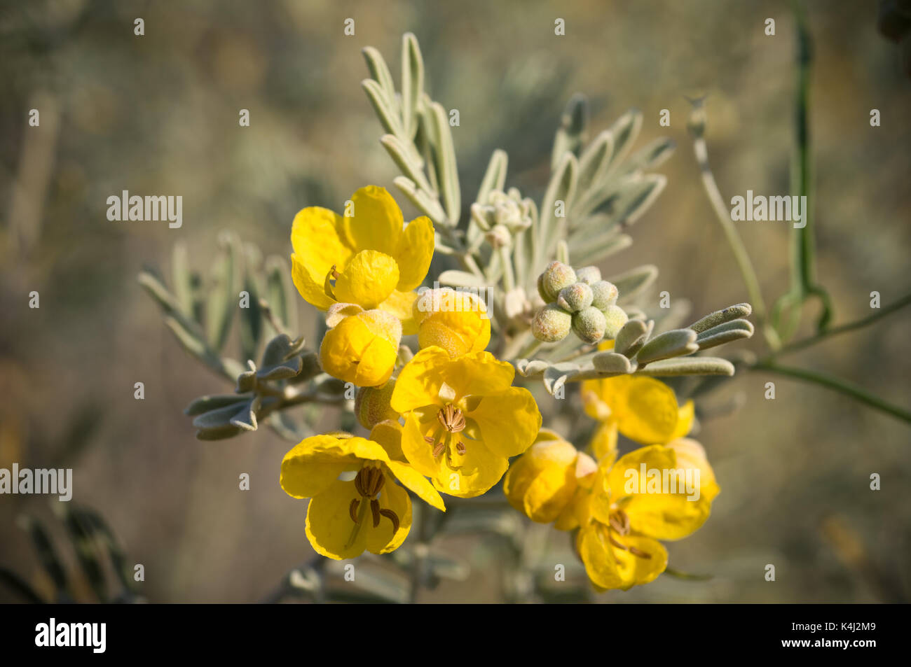 Senna artemisioides var sturtii oder dichten Cassia, einer von vielen Sorten von Senna wächst in semi-ariden Australien. Im Frühling die Senna familie m Stockfoto