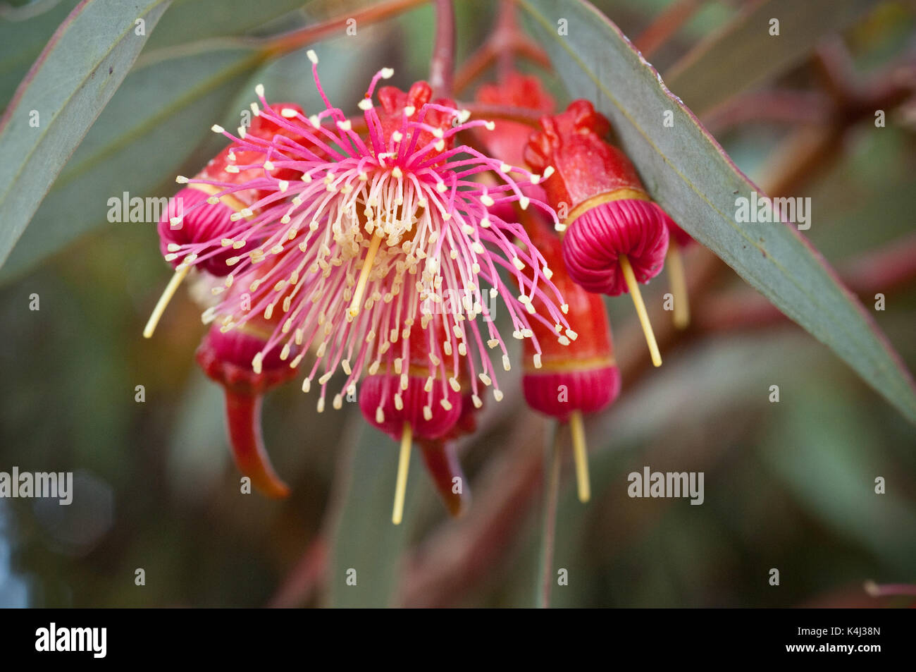 Ein Eingeborener von Western Australia, Eukalyptus Torquata oder Coral Gum ist über einen großen Bereich von Australien angebaut. Ein mittelgroßer Baum mit einem spektakulären s Stockfoto