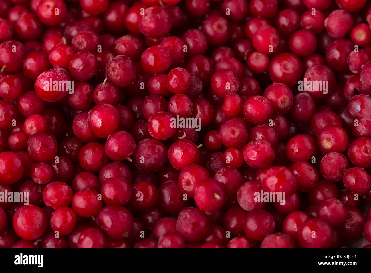Bio Cranberry oder Cowberry. Draufsicht. Stockfoto