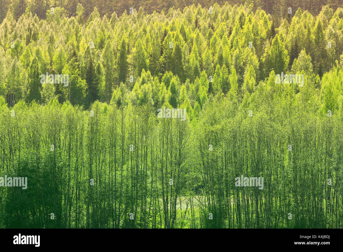 Hintergrund mit schönen grünen Frühling Wald aus Birken und Espen Bäume im Sonnenlicht. Stockfoto