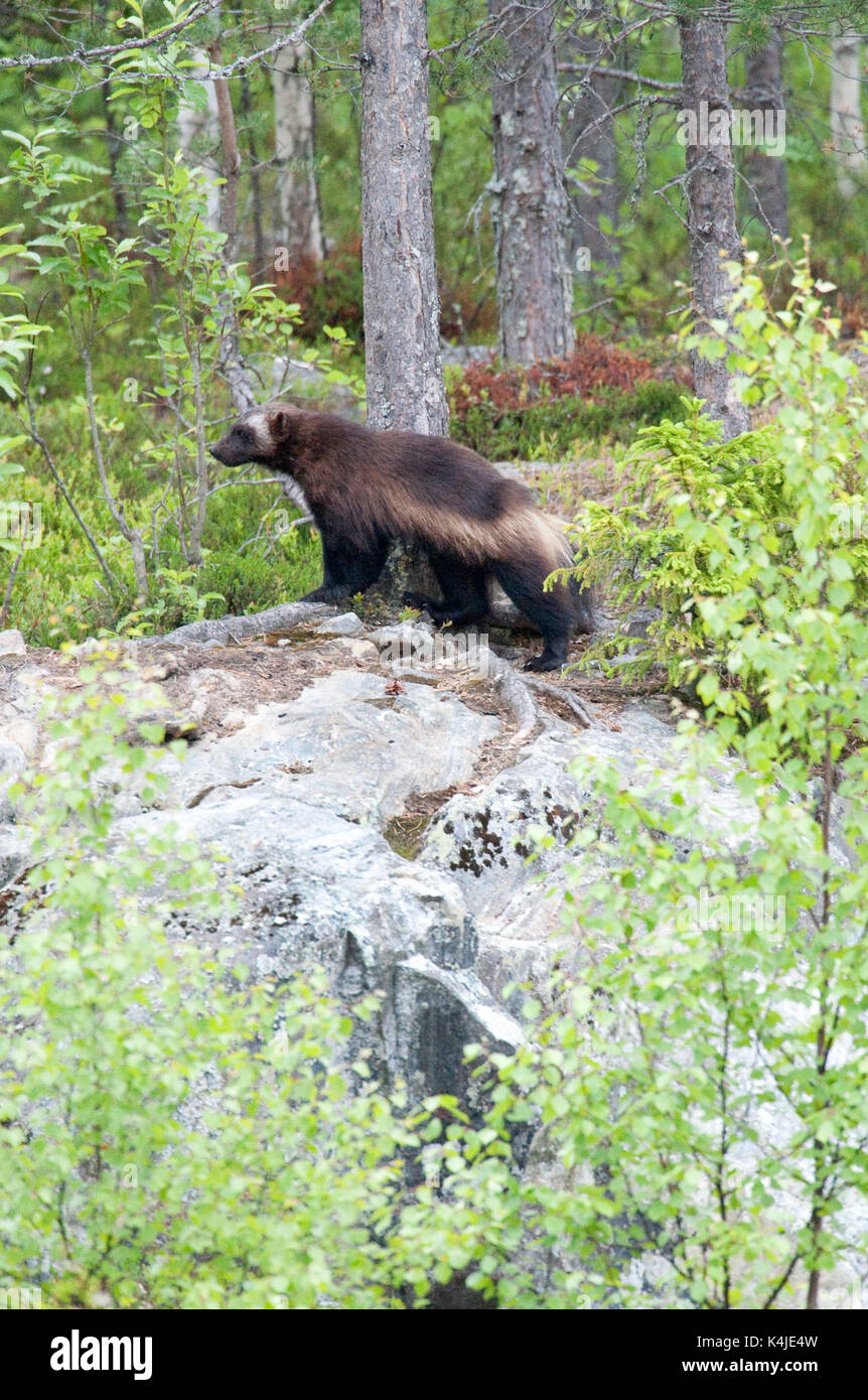 Wolverine, Gulo Gulo, Kuhmo, Finnland, Lentiira, Vartius in der Nähe der russischen Grenze, wandern über marschland Gras, Vielfraß, carcajou, Skunk tragen, oder quickha Stockfoto