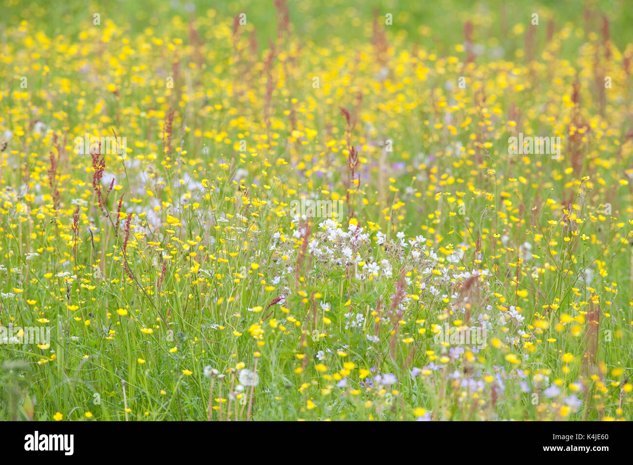 Wiese Blumen und Gräser, Kuhmo, Finnland, Lentiira, Vartius in der Nähe der russischen Grenze, bunte Stockfoto