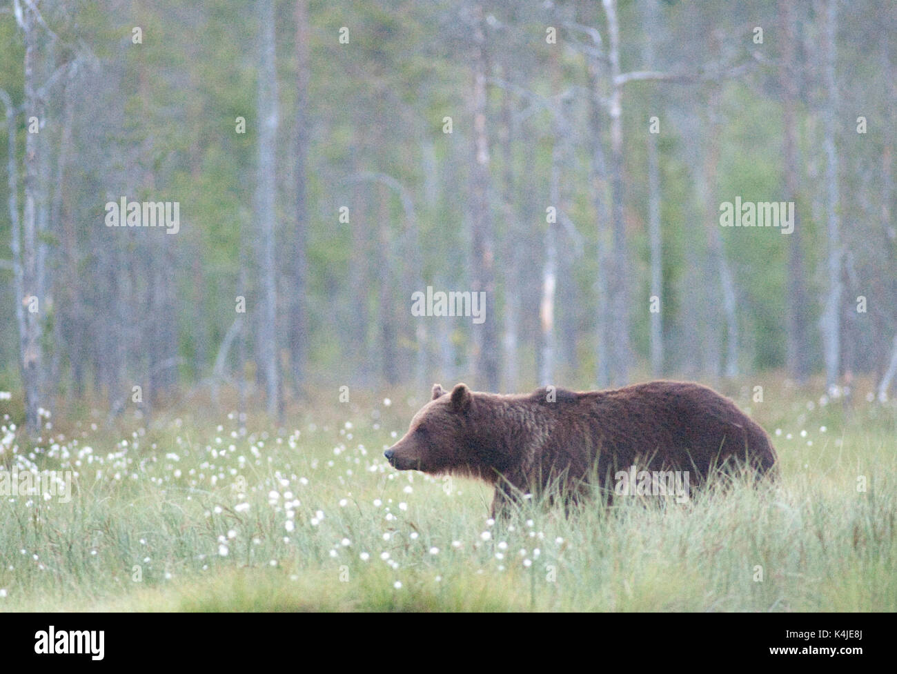 Europäische Braunbär, Ursus arctos arctos, Kuhmo, Finnland, Lentiira, Vartius in der Nähe der russischen Grenze, Nahrungssuche im Wald Stockfoto