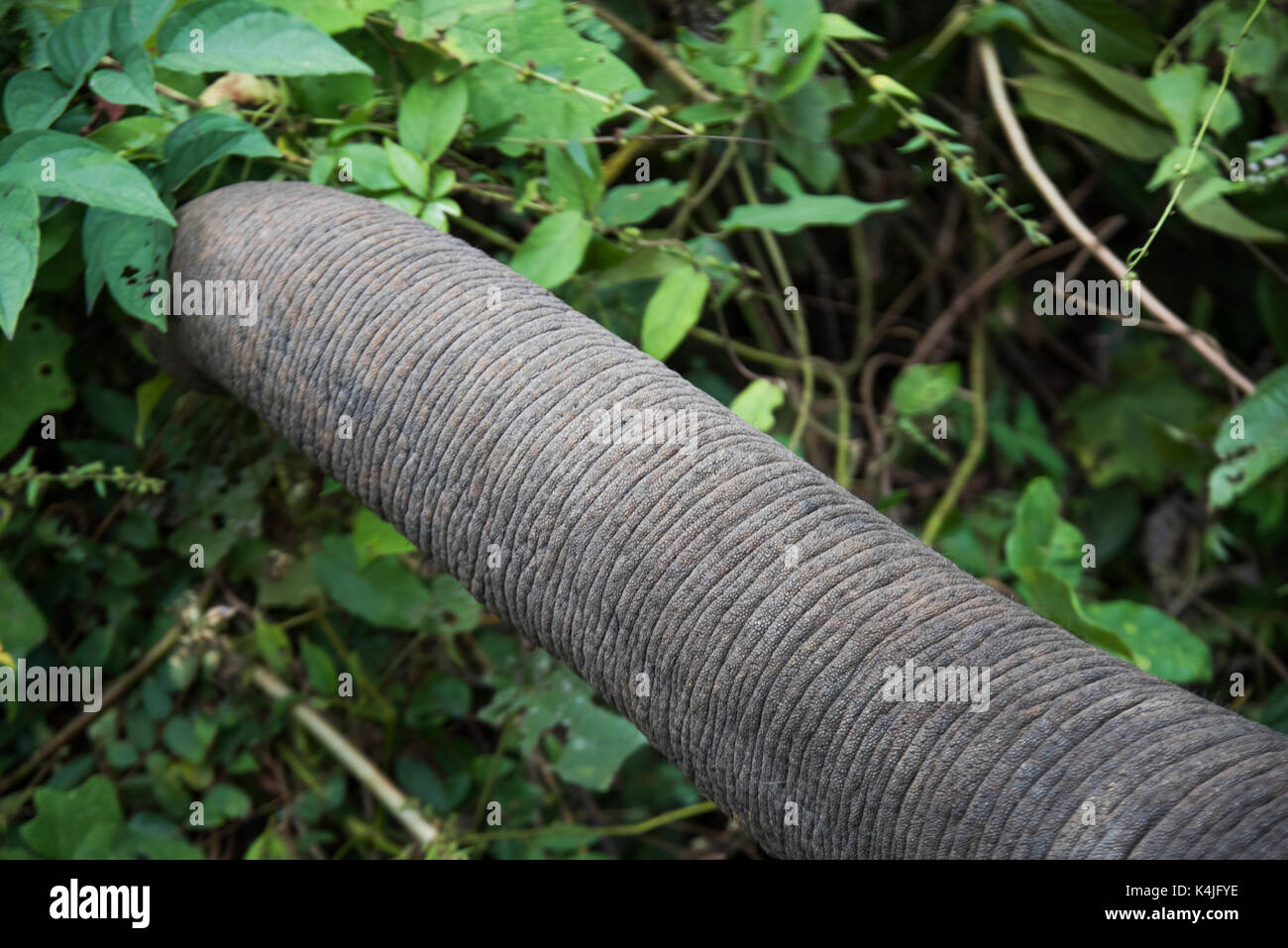 In der Nähe von Elephant Trunk Fütterung auf Blätter, Tad sae Wasserfall, Luang Prabang, Laos Stockfoto