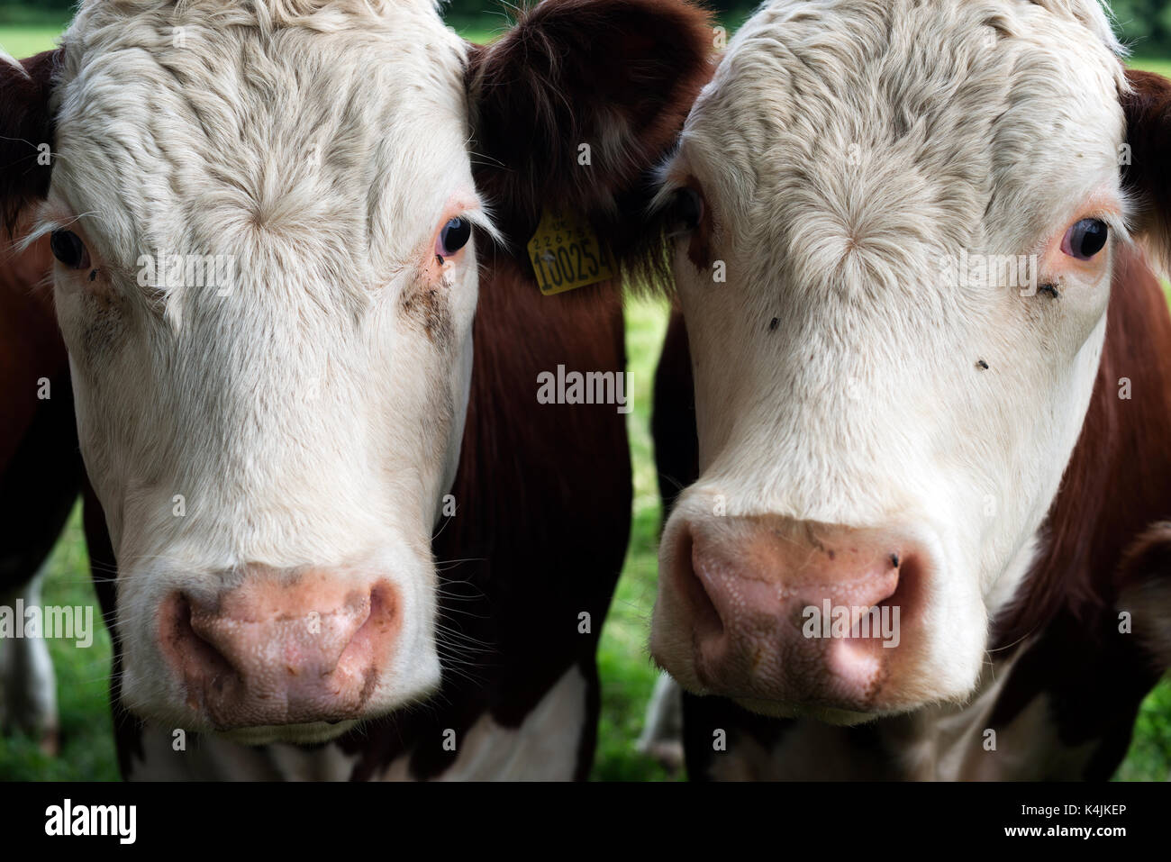 Britische Rinder Stockfoto