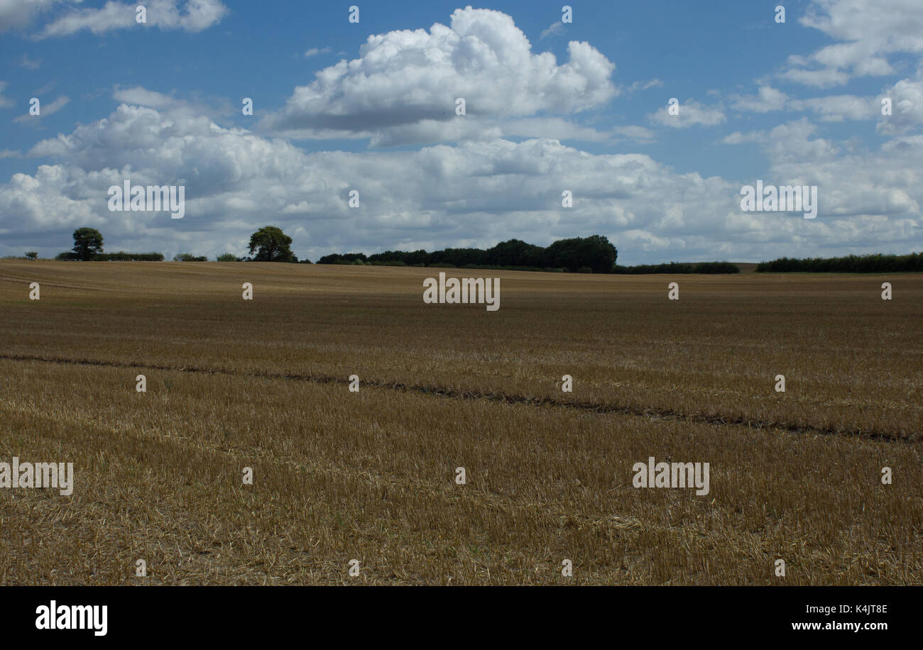 Ist das Erntegut geerntet Stockfoto