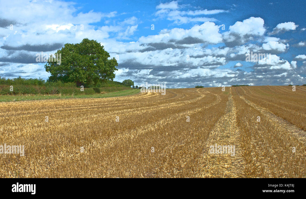 Ist das Erntegut geerntet Stockfoto