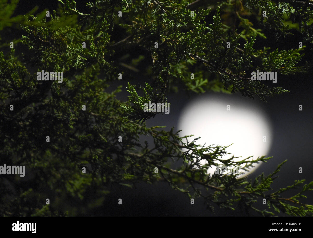 Essex, UK. 06 Sep, 2017. Die vollständige Mais Mond erhebt sich über der Landschaft von Essex England 06 Sep 17 Quelle: MARTIN DALTON/Alamy leben Nachrichten Stockfoto