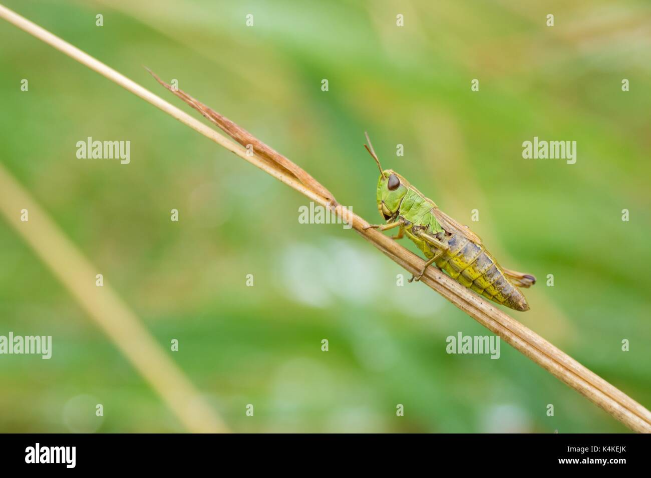 Wiese Grashüpfer (Chorthippus Parallelus) auf Gras Blade, Deutschland Stockfoto