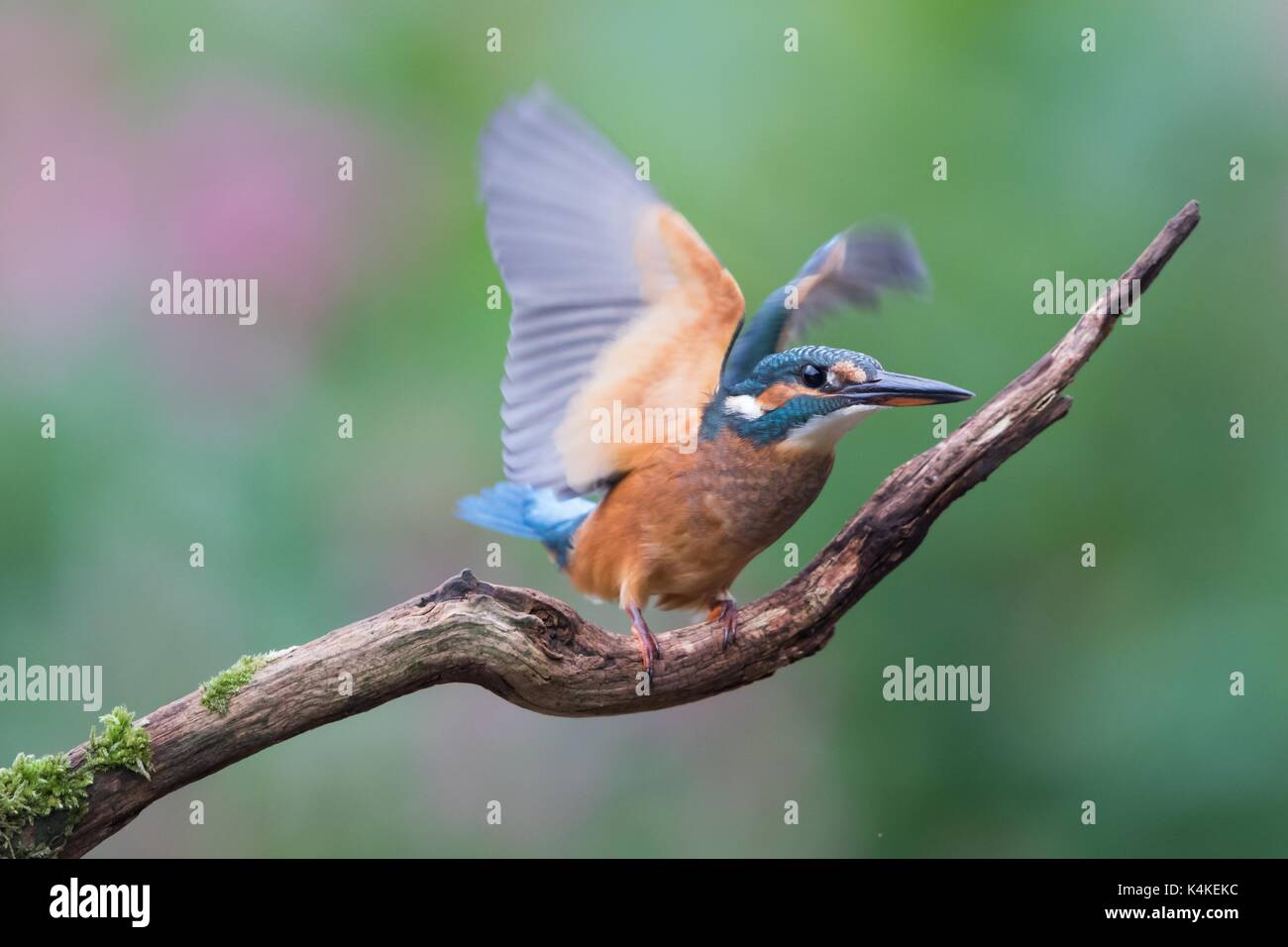 Eisvögel (Alcedo atthis), weiblich, jung Vogel, Berücksichtigung der einmaligen, Hessen, Deutschland Stockfoto