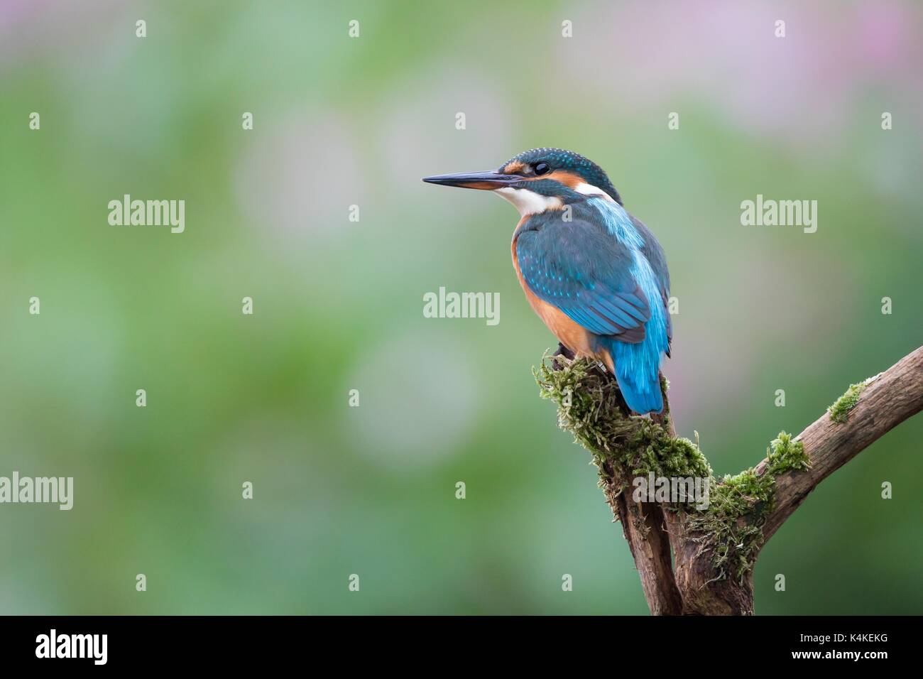Eisvögel (Alcedo atthis), weiblich, jung Vogel, lookout Barsch, Hessen, Deutschland Stockfoto