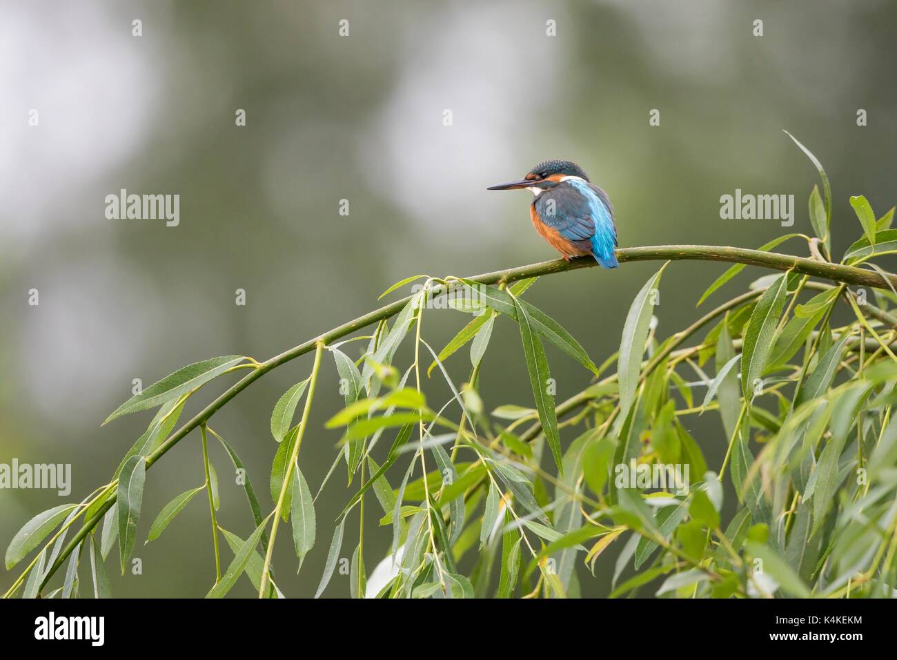 Eisvögel (Alcedo atthis), weiblich, jung Vogel, sitzen auf den Weiden (Salix), Hessen, Deutschland Stockfoto