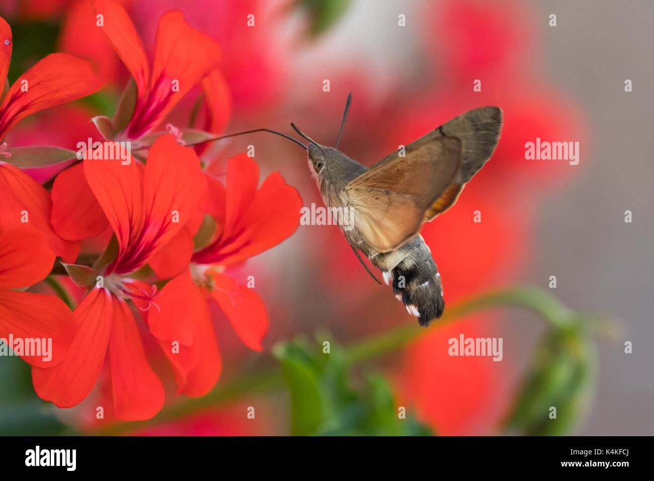 Hummingbird Hawk-moth (Macroglossum stellatarum), Fliegende während der Fütterung, auf Geranien blühen (Pelargonium spec.), Deutschland Stockfoto