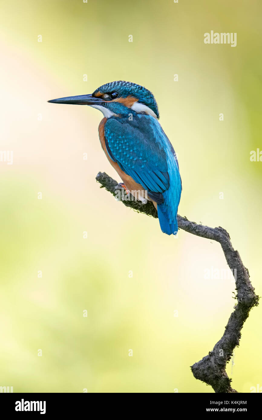 Eisvögel (Alcedo atthis), jungen Vogel auf Zweig, Biosphärenreservat Mittelelbe, Sachsen-Anhalt, Deutschland Stockfoto