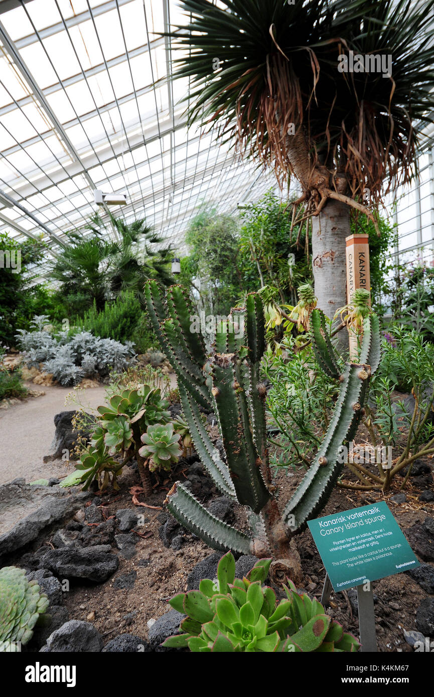 Die Gewächshäuser im Botanischen Garten in Aarhus, Dänemark. Stockfoto