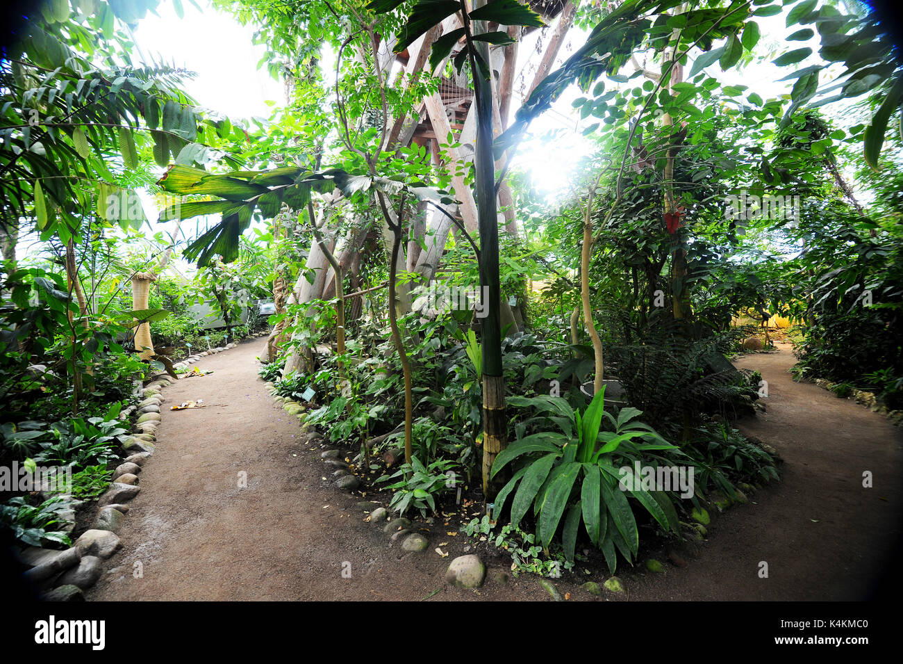 Botanischer garten mit tropischer vegetation Fotos und Bildmaterial
