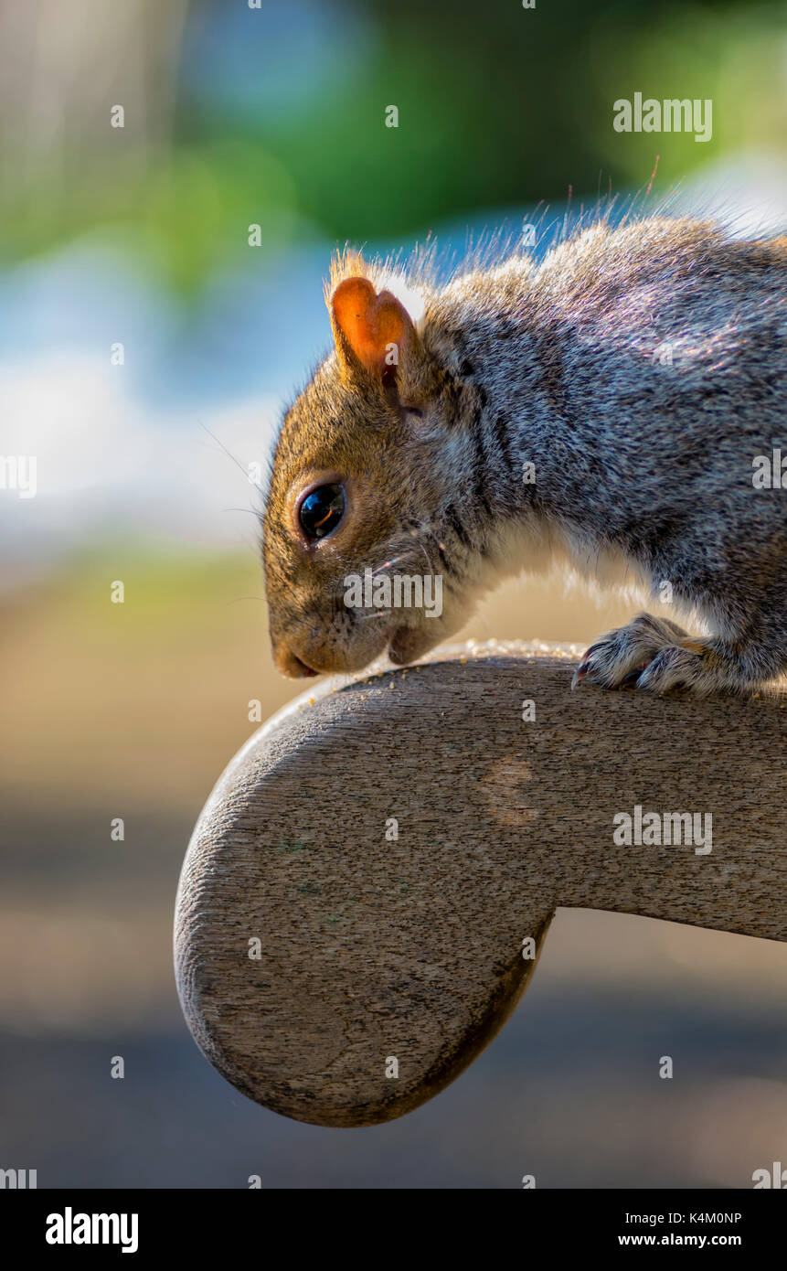Graue Eichhörnchen auf der Werkbank mit unscharf Hintergrund Hintergrund Stockfoto