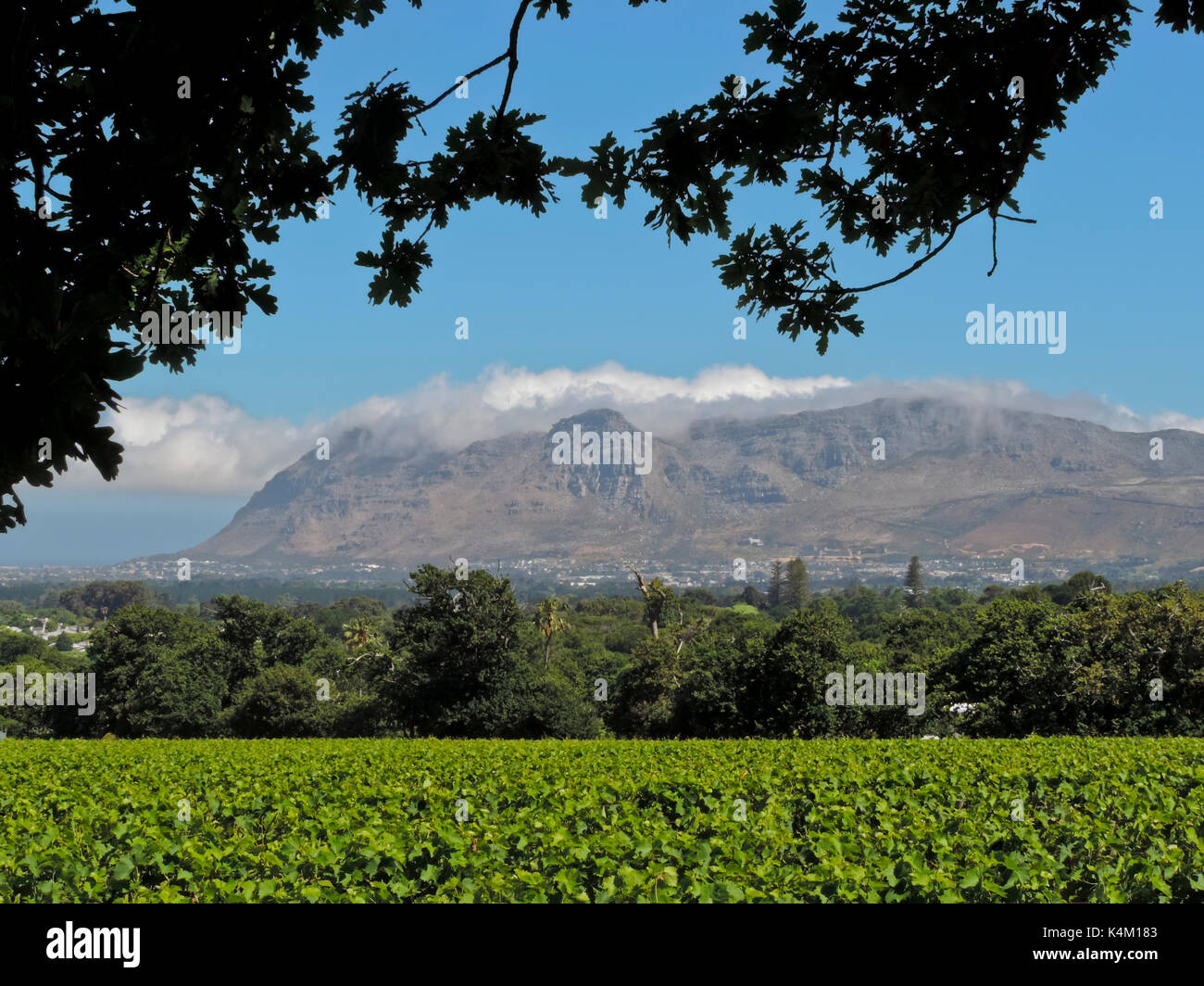 Malerischer Blick auf Weinreben auf Groot Constantia Weingut mit den Tafelberg in der Ferne, KAPSTADT SÜDAFRIKA Stockfoto