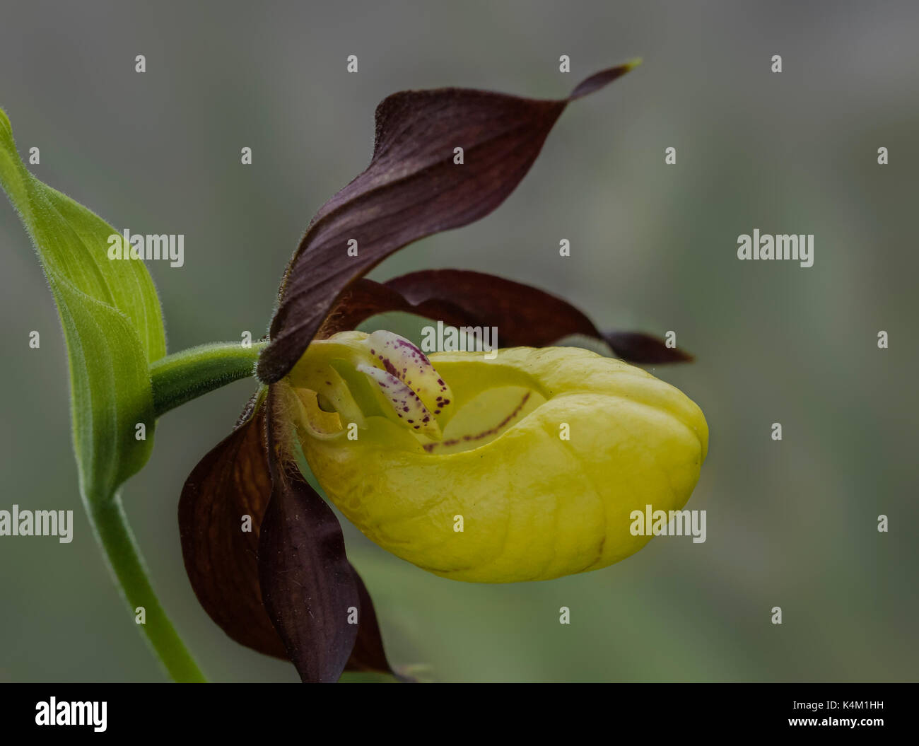 Cypripedium calceolus Stockfoto