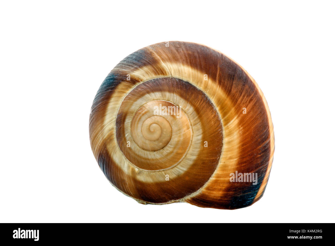 Isolierte shell Helix Stockfoto