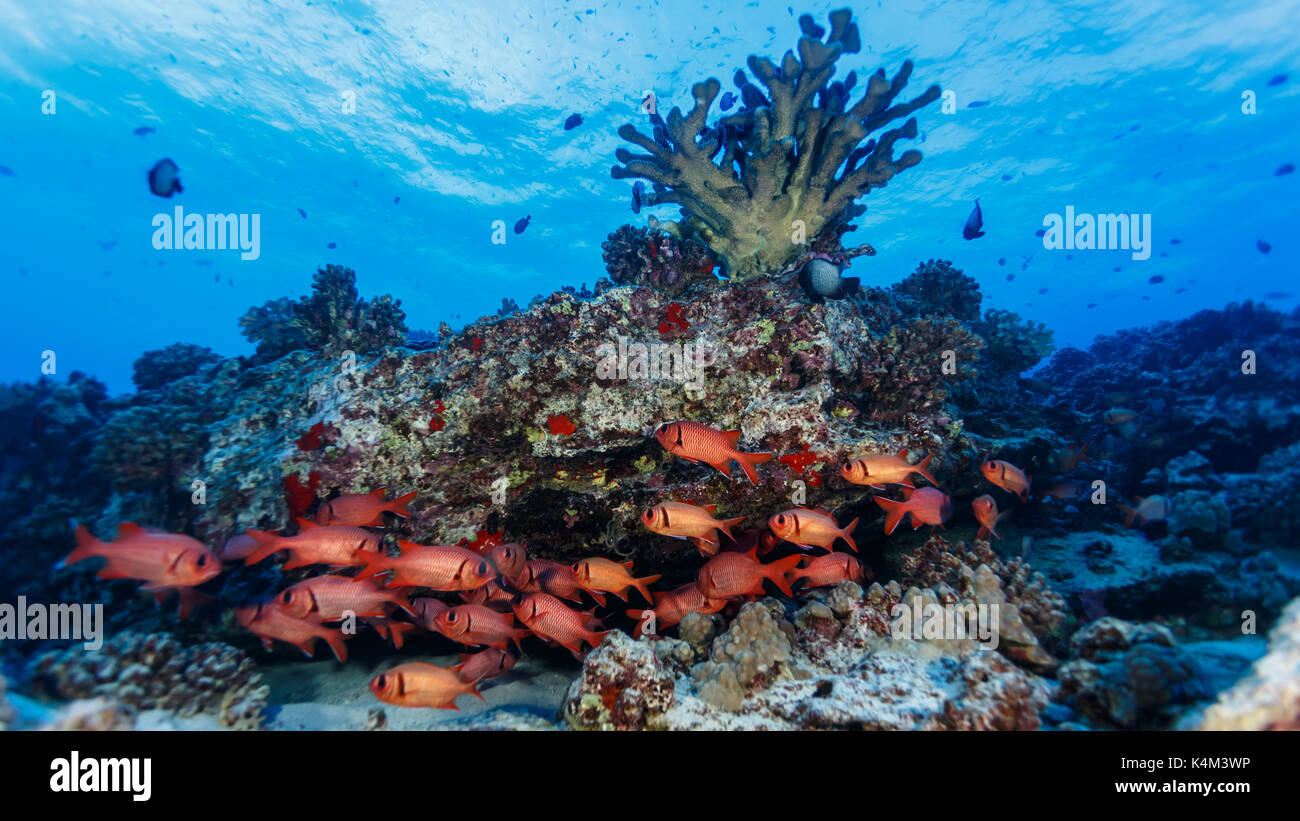 Schule der roten Schwarzbarsch-Soldatenfische, Myripristis jacobus, schwimmen auf Korallenriff Stockfoto