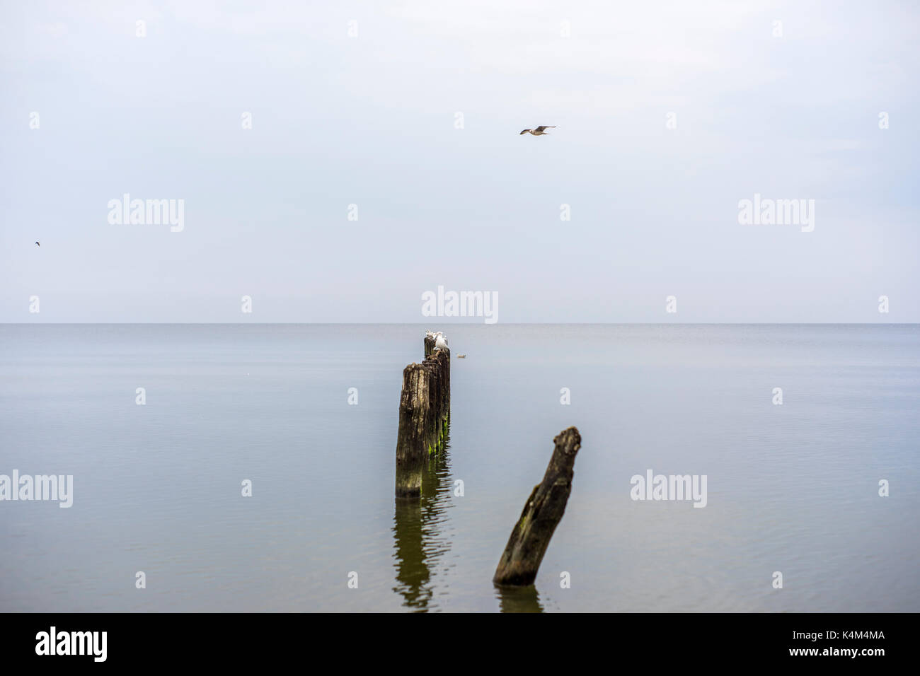Möwen auf eine Mole an der Küste von Mielno. Stockfoto