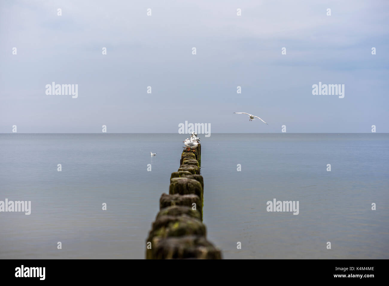 Möwen auf eine Mole an der Küste von Mielno. Stockfoto