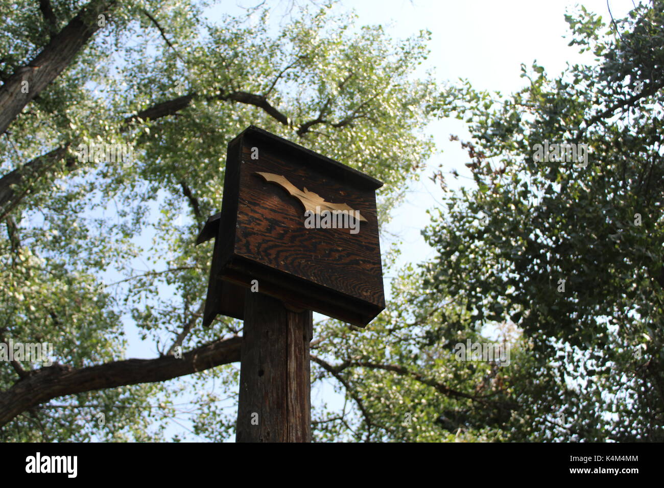 Bat, in Fountain Creek Regional Park in Brunnen, Colorado Stockfoto