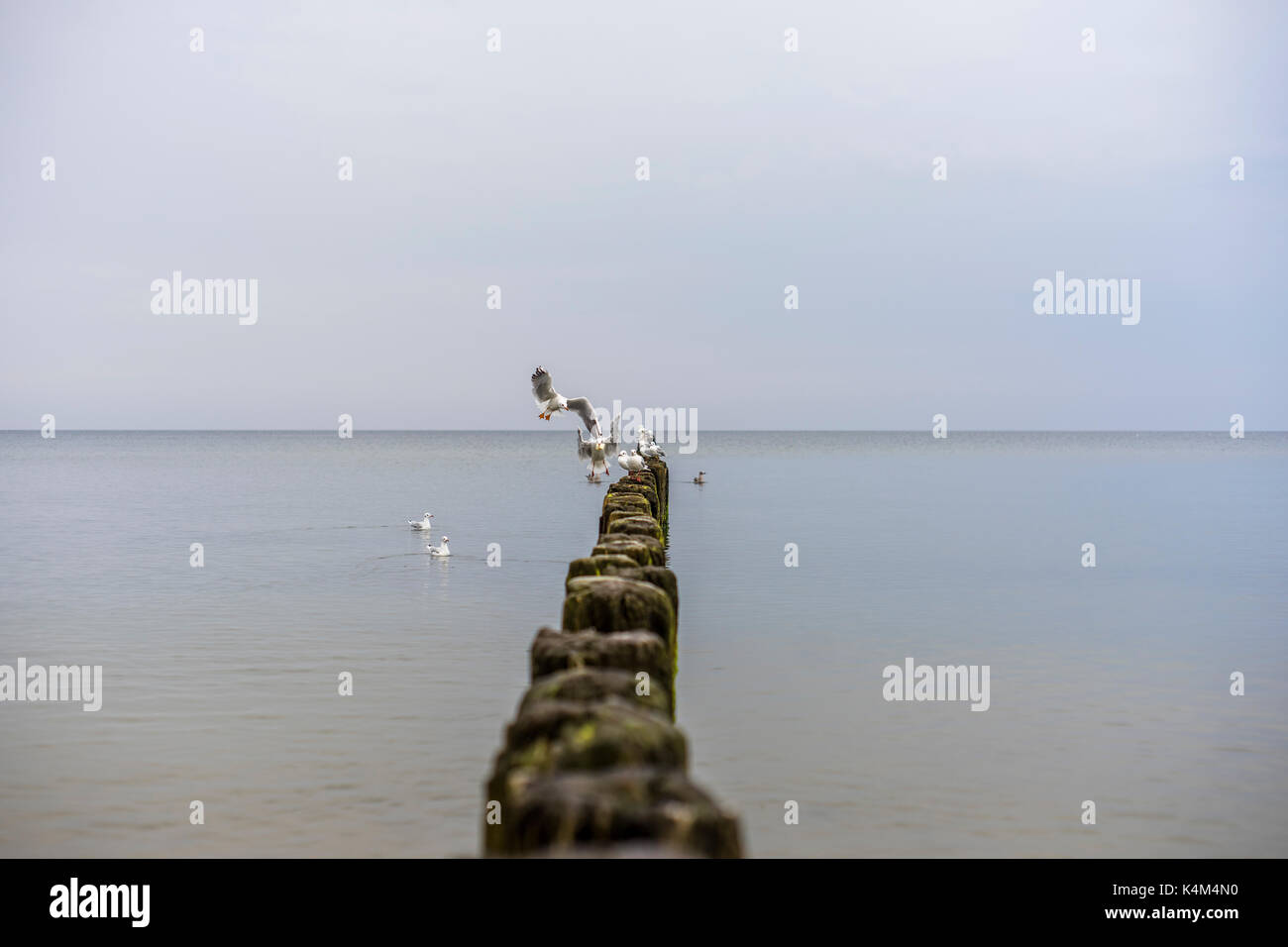 Möwen auf eine Mole an der Küste von Mielno. Stockfoto