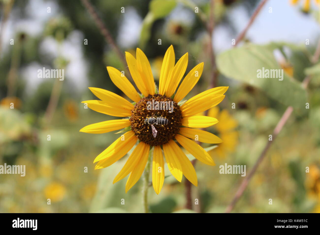 Bee in der Mitte einer Sonnenblume am Fountain Creek Regional Park in Brunnen Colorado. Stockfoto