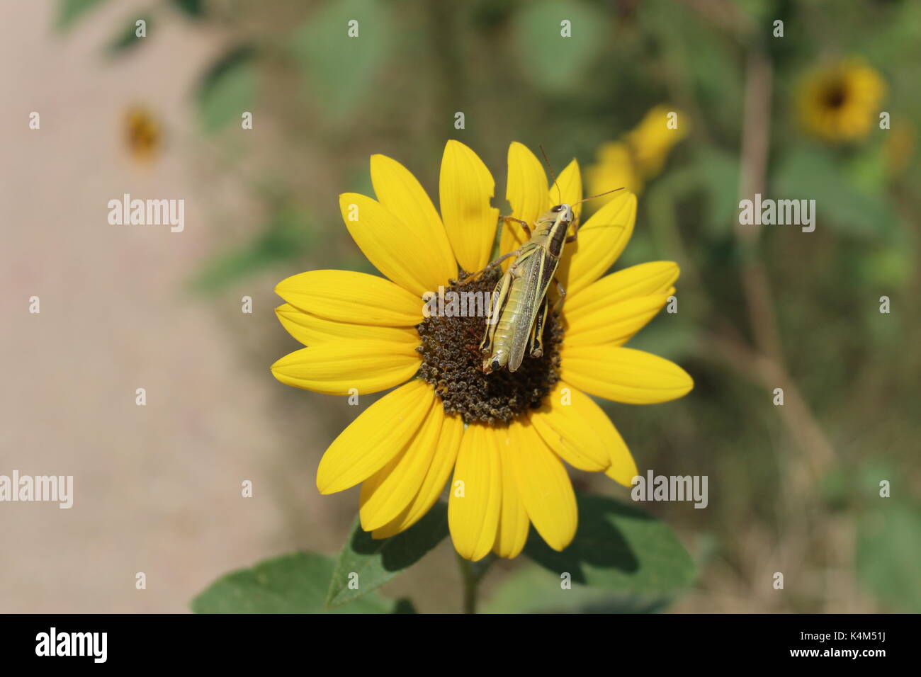 Heuschrecke auf eine Sonnenblume. Grasshopper essen eine Sonnenblume in Fountain Creek Regional Park in Brunnen, Colorado. Stockfoto
