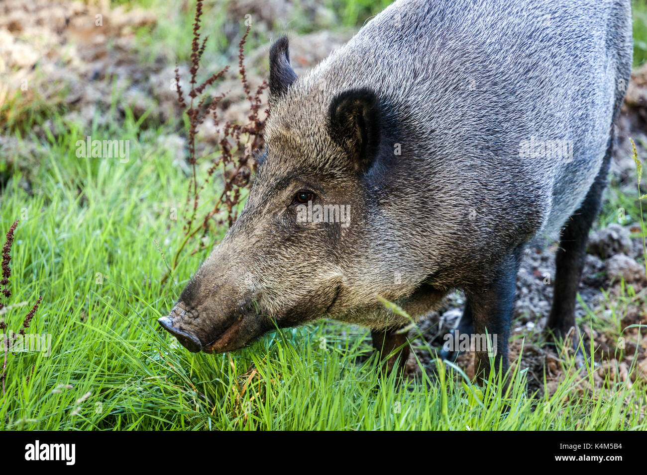 Weibliche Wildschweine, Sus scrofa, Tschechische Republik Stockfoto