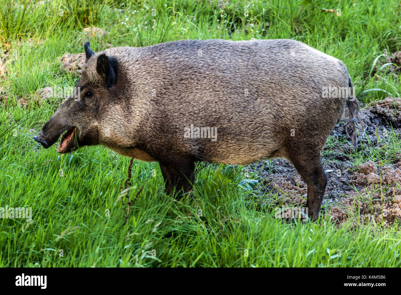 Weibliche Wildschweine, Sus scrofa, Tschechische Republik Stockfotografie -  Alamy