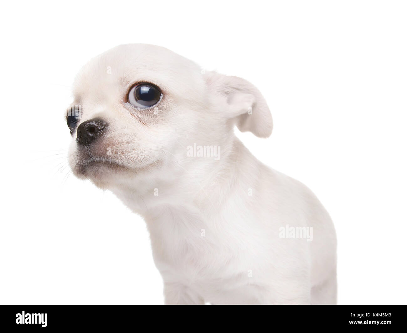 Kleiner Welpe Hund suchen nach etwas. Reinrassige cobby Typ Chihuahua. Auf weiß Isoliert Stockfoto