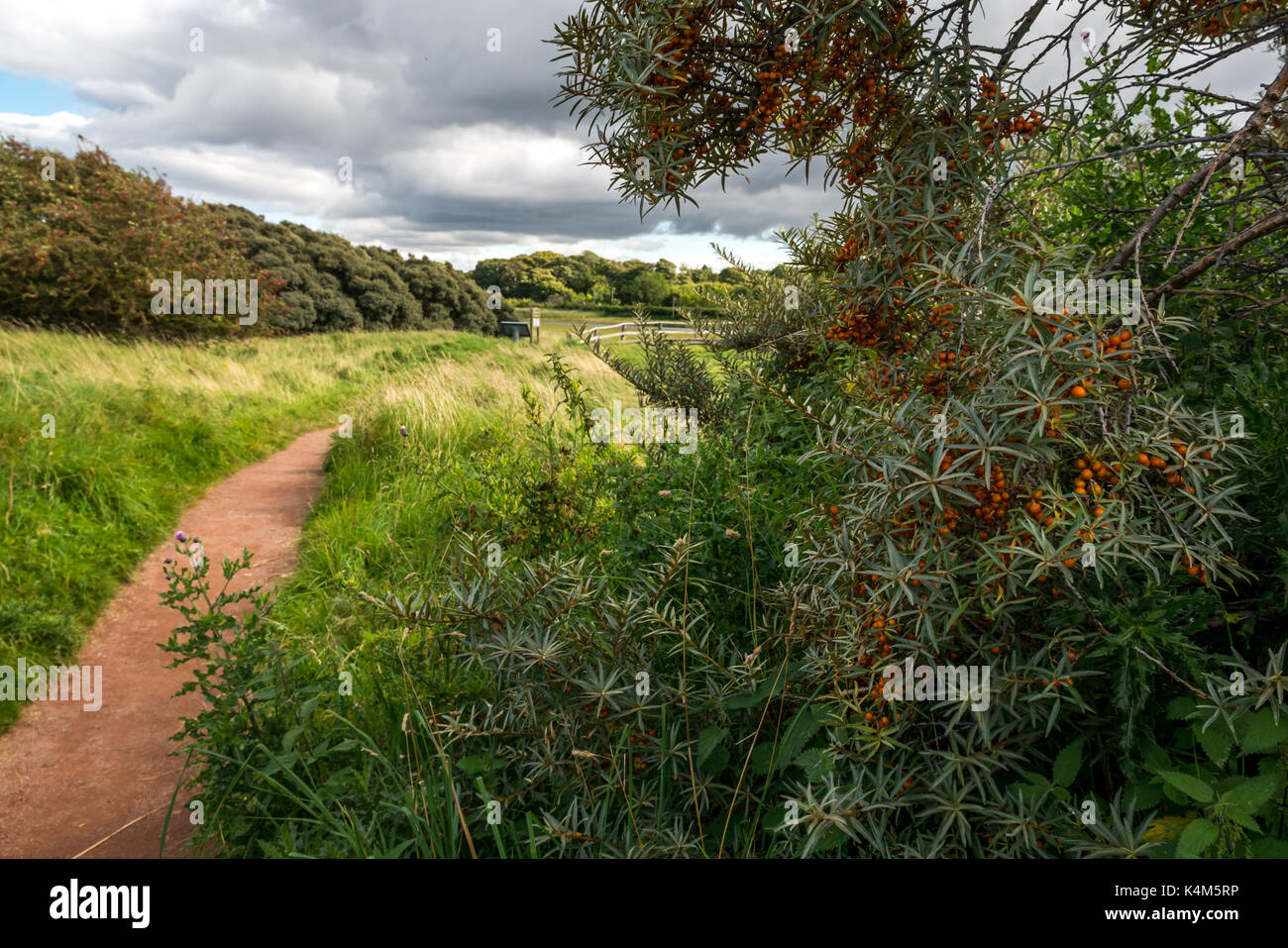 Ein Pfad durch die Dünen bei Aberlady Bay Nature Reserve am East Lothian Küste, Schottland, Großbritannien mit Sanddorn Bush und orange Beeren Stockfoto