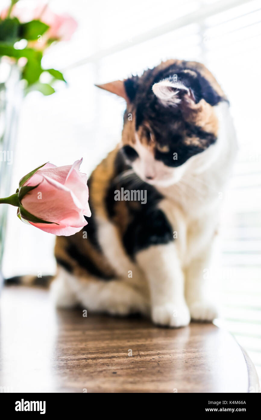 Closeup Portrait von Calico Katze sitzt auf Küche Zimmer Tisch in Rosa, Rose Blume durch Fenster mit hellem Licht Stockfoto